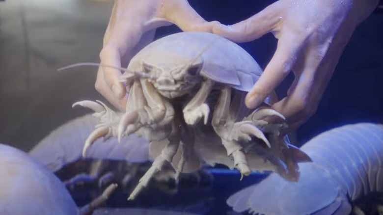 hands holding bathynomus vaderi isopod