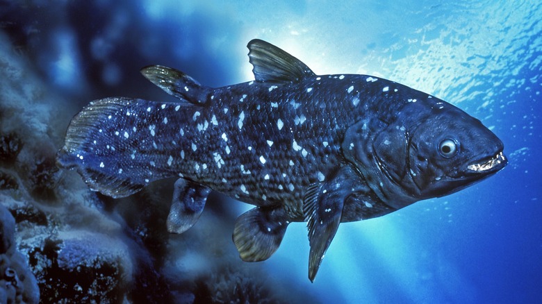 blue coelacanth swimming in ocean