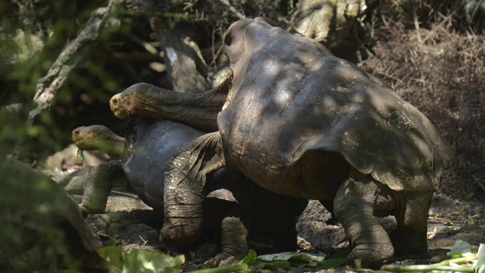 Diego the giant tortoise