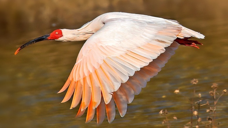 Crested obis in flight