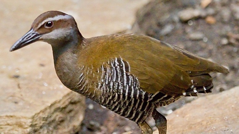 Guam rail in profile 