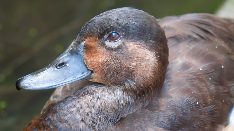 Close-up of a Madagascar pochard