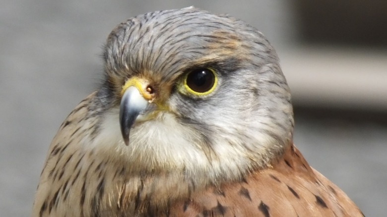 Close-up of a Mauritius kestrel