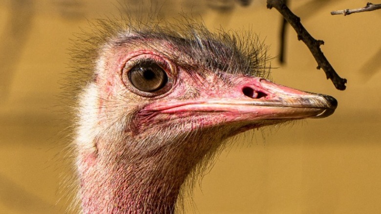 Close-up of North African ostrich