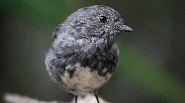 North Island robin