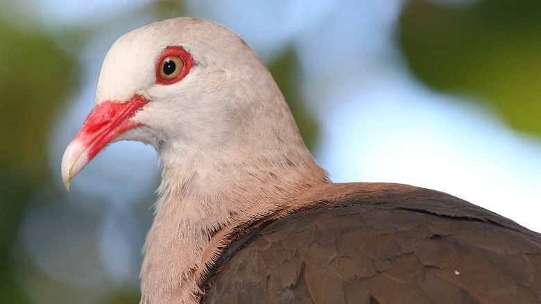 Close-up of a pink pigeon