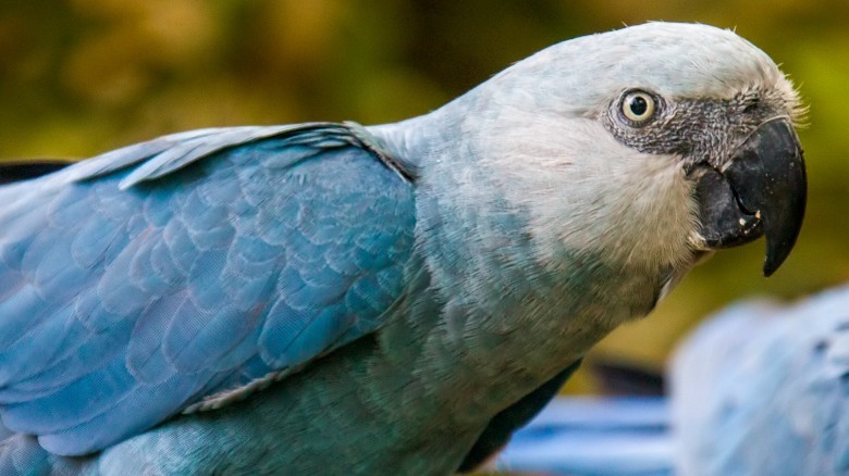 Close-up of a Spix's macaw