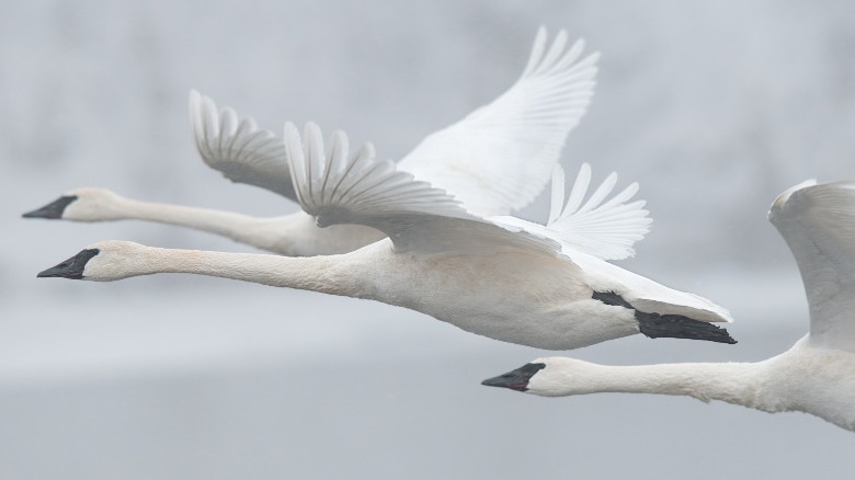 Trumpeter swans in flight