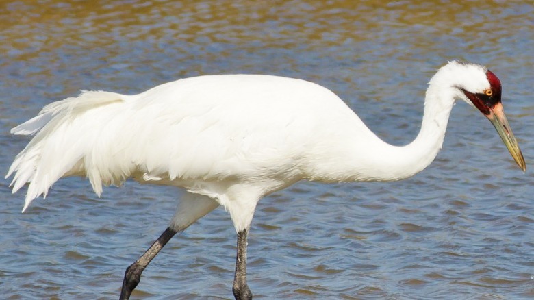 Whooping crane wading