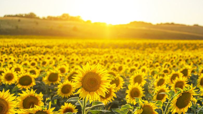 Field of sunflowers