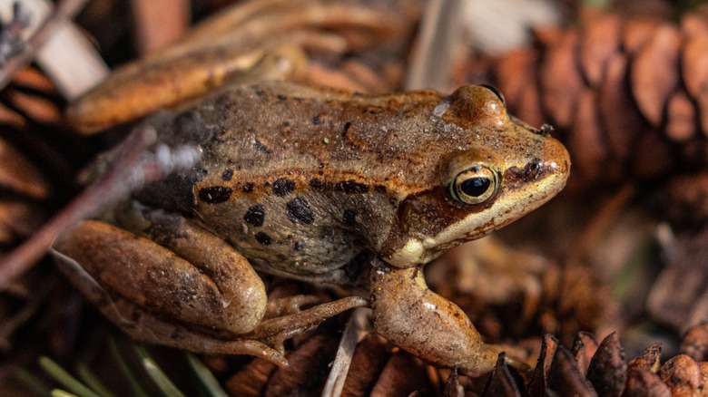 Alaskan wood frog on forest floor