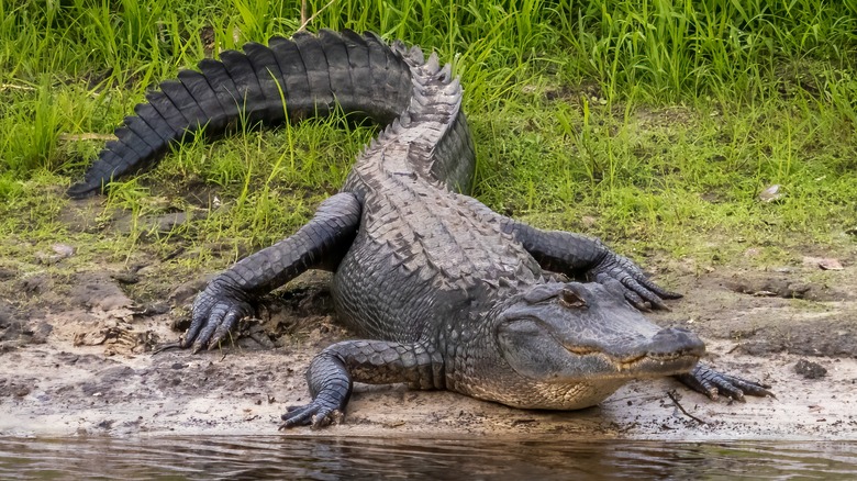 An alligator by water