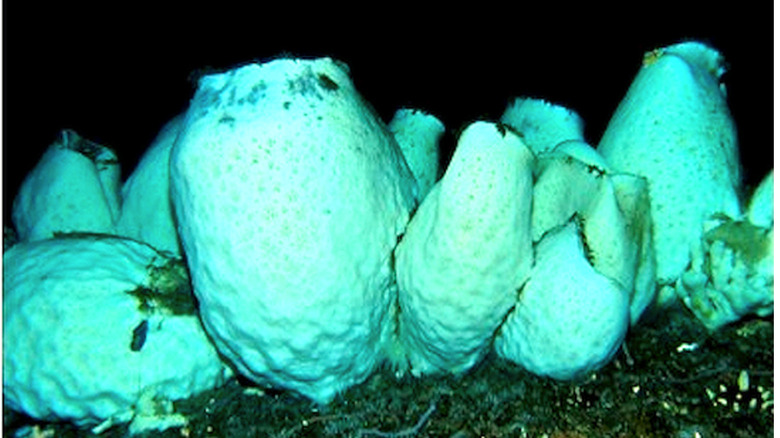 Group of glass sponges