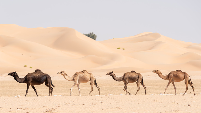 Line of camels in a desert
