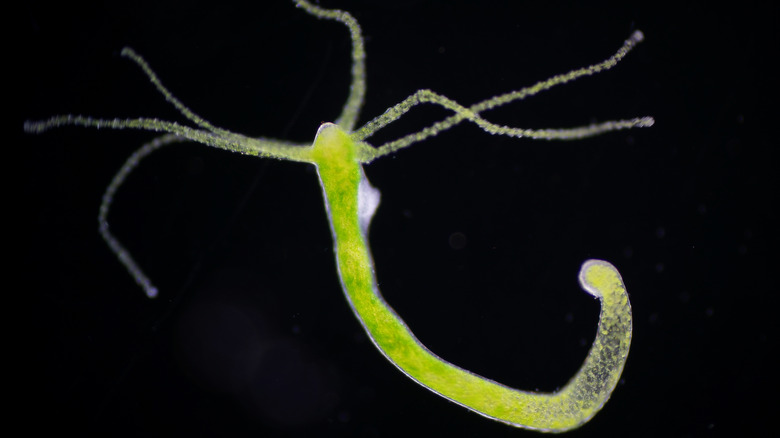 Photo of a freshwater hydra