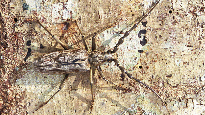 Longicorn beetle on tree bark