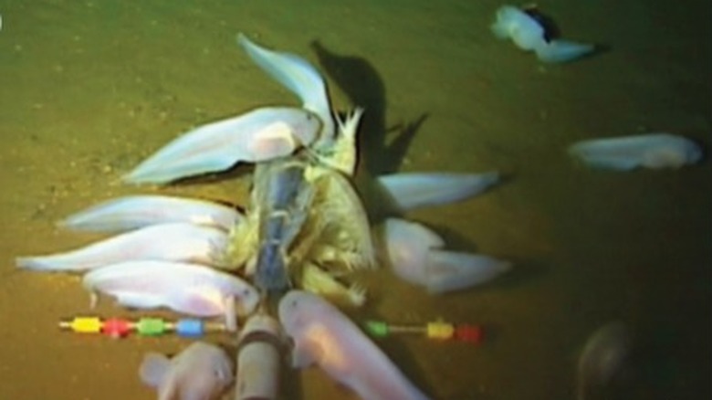 Photo of snailfish underwater