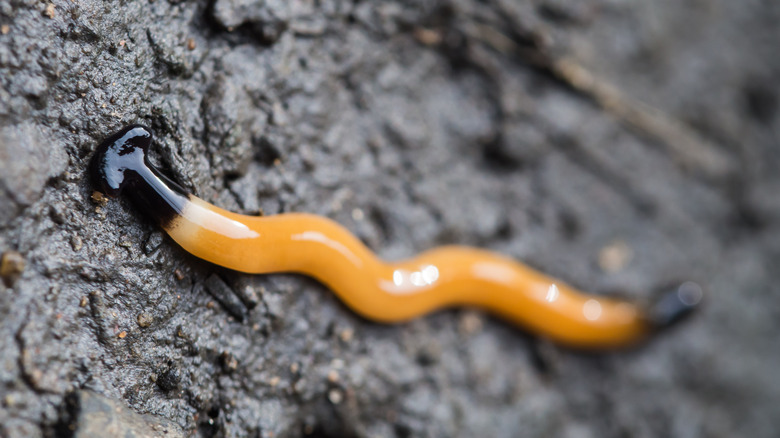 Planaria worm on mud