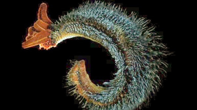 Photo of pompeii worm