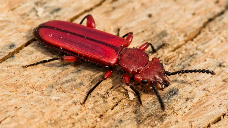 Red beetle on wood