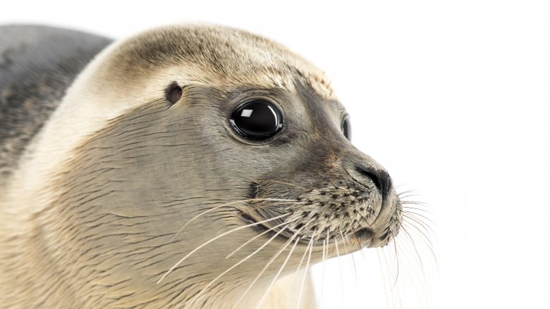 seal