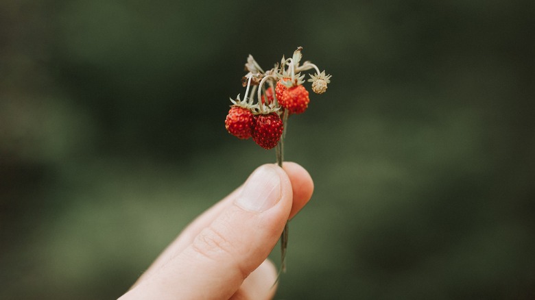 berry sprig held between fingers 