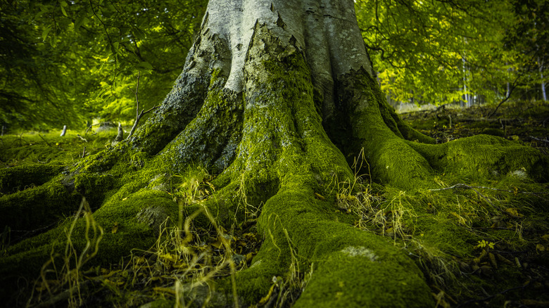 Moss on a large tree