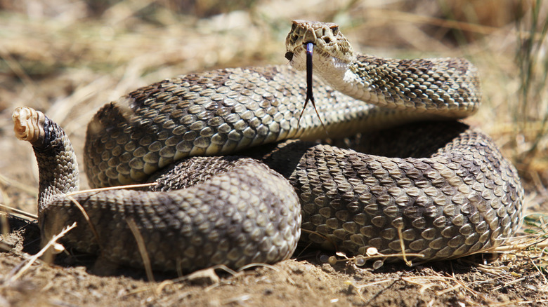 A rattlesnake flicks its tongue