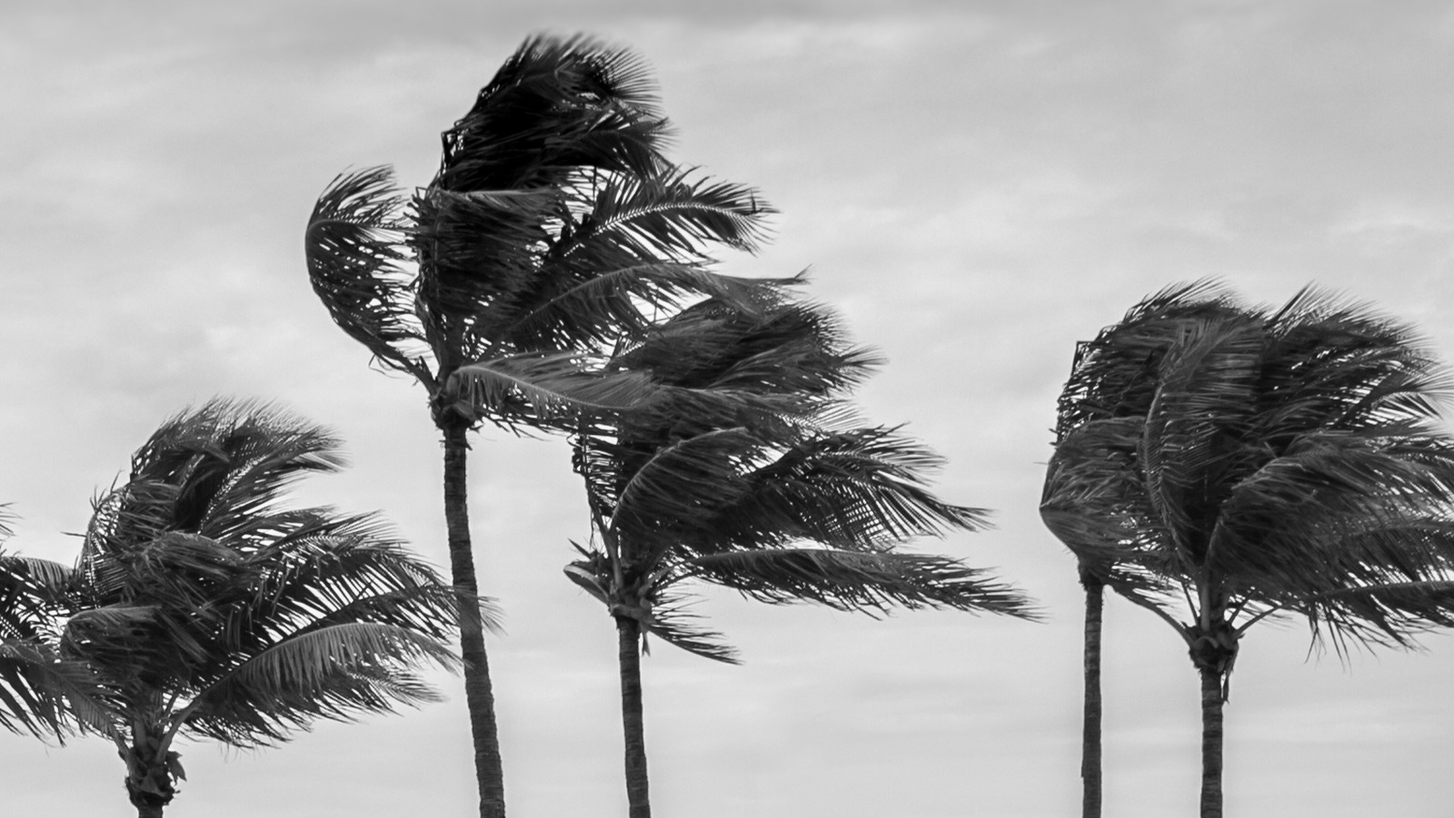 Tampa's Security From Major Storms May Be Attributed To This Local Legend