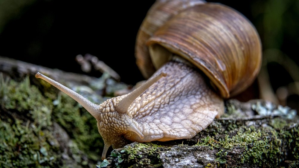 Snail