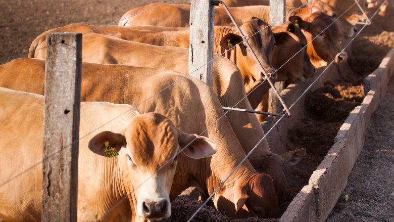 cows feeding trough