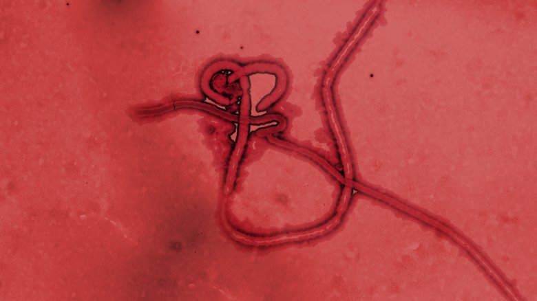 ebola virus 