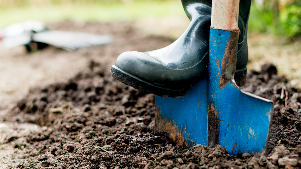 digging a grave