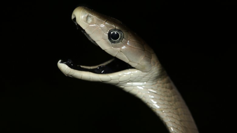 black mamba snake