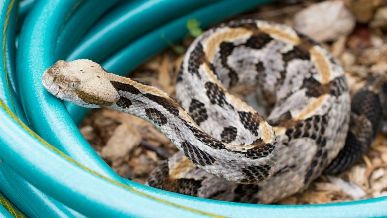 5 Terrifying Stories of Snakes Showing Up in People's Toilets​