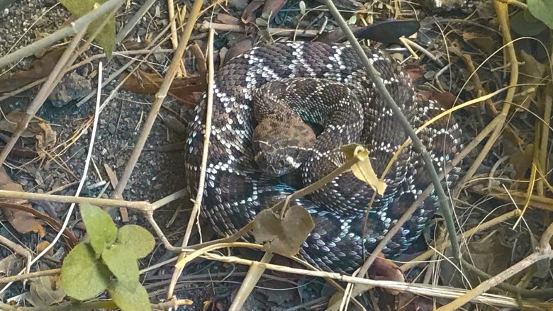 rattlesnake coiled in grass