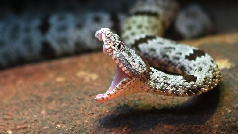 5 Terrifying Stories of Snakes Showing Up in People's Toilets​