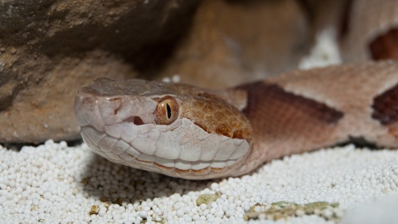 copperhead snake