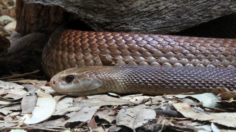 eastern brown snake