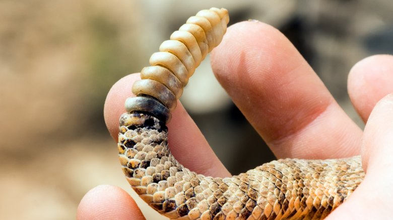 rattlesnake tail rattle