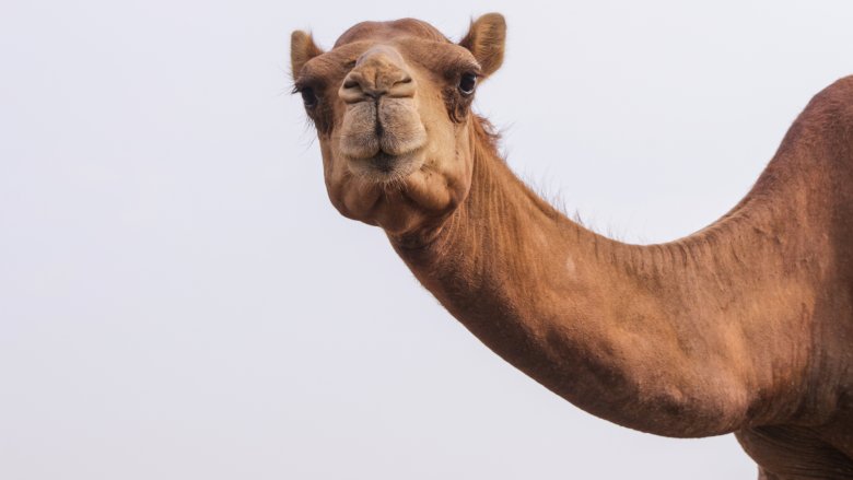 camel