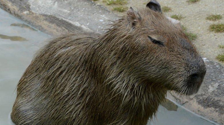 capybara