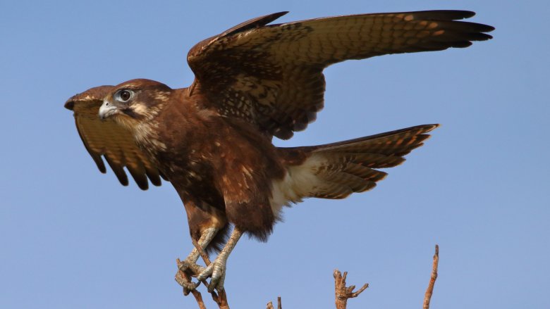 Brown falcon