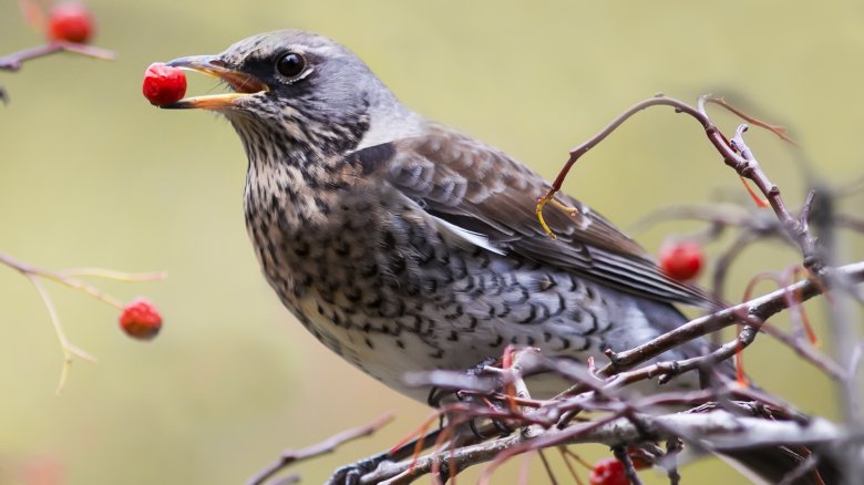 Bird eating berry