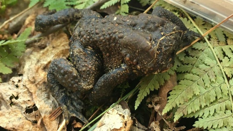 Faceless toad