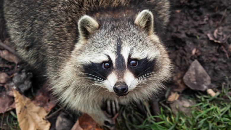 Raccoon