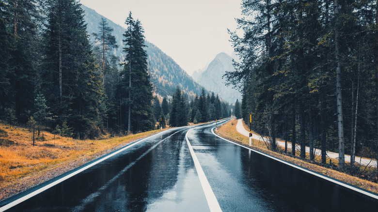 Road through a forest