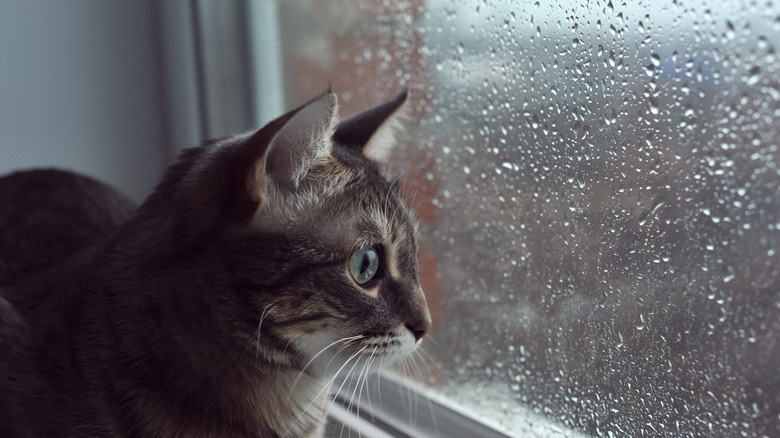 House cat watching a thunderstorm