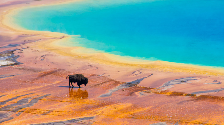 Yellowstone bison by vibrant pool