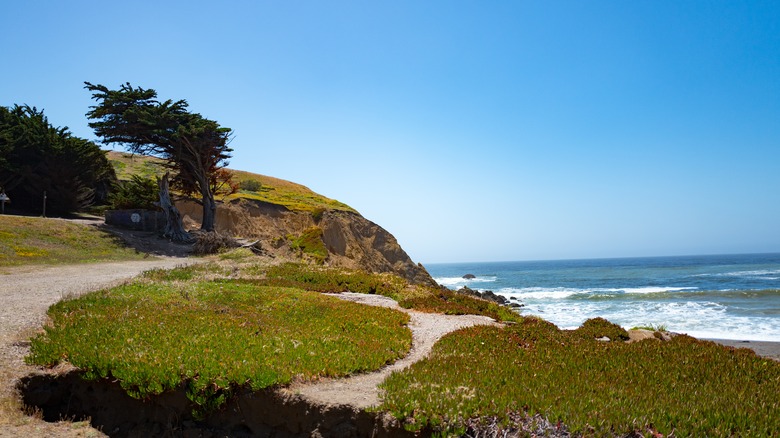 cypris tree on the coast